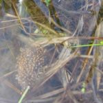 R. palustris egg mass in water2