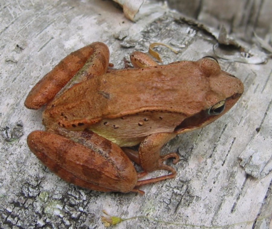 R. sylvatica adult dorsal on birch E. Talmage Vermont Reptile and
