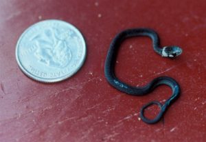 Dekay's Brownsnake (Storeria dekayi), juvenile