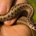 Dekay's Brownsnake held gently in fingers of a human hand.