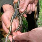 Eastern Ribbonsnake and Common Gartersnake