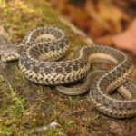 Common gartersnake (Thamnophis sirtalis) on log. Photograph copyright 2017 Kiley Briggs and used by permission.