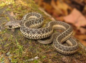 Common gartersnake (Thamnophis sirtalis) on log. Photograph copyright 2017 Kiley Briggs and used by permission.