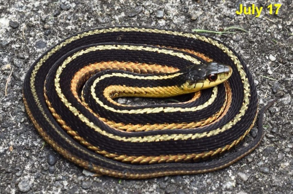 Common Garternake (Thamnophis sirtalis) South Hero, July 17, 2015, copyright David Hoag and used by permission
