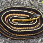 Common Garternake (Thamnophis sirtalis) South Hero, July 17, 2015, copyright David Hoag and used by permission