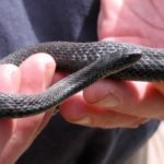 T-sirtalis black 3