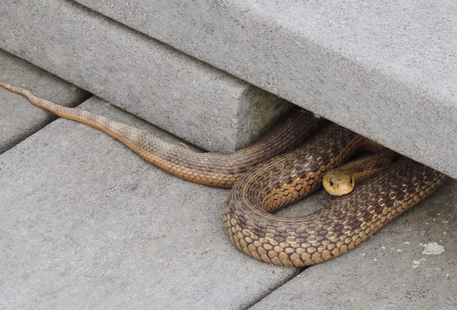 Tsirtalis brown, Ohio, 2016, Sue Wetmore Vermont Reptile and