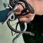 T-sirtalis fistfull Jay Plotkin