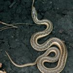 T-sirtalis on black mud CS