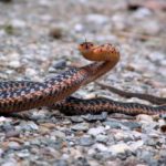 T-sirtalis red Lisa McGuire