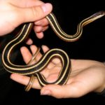 T. sauritus in hands