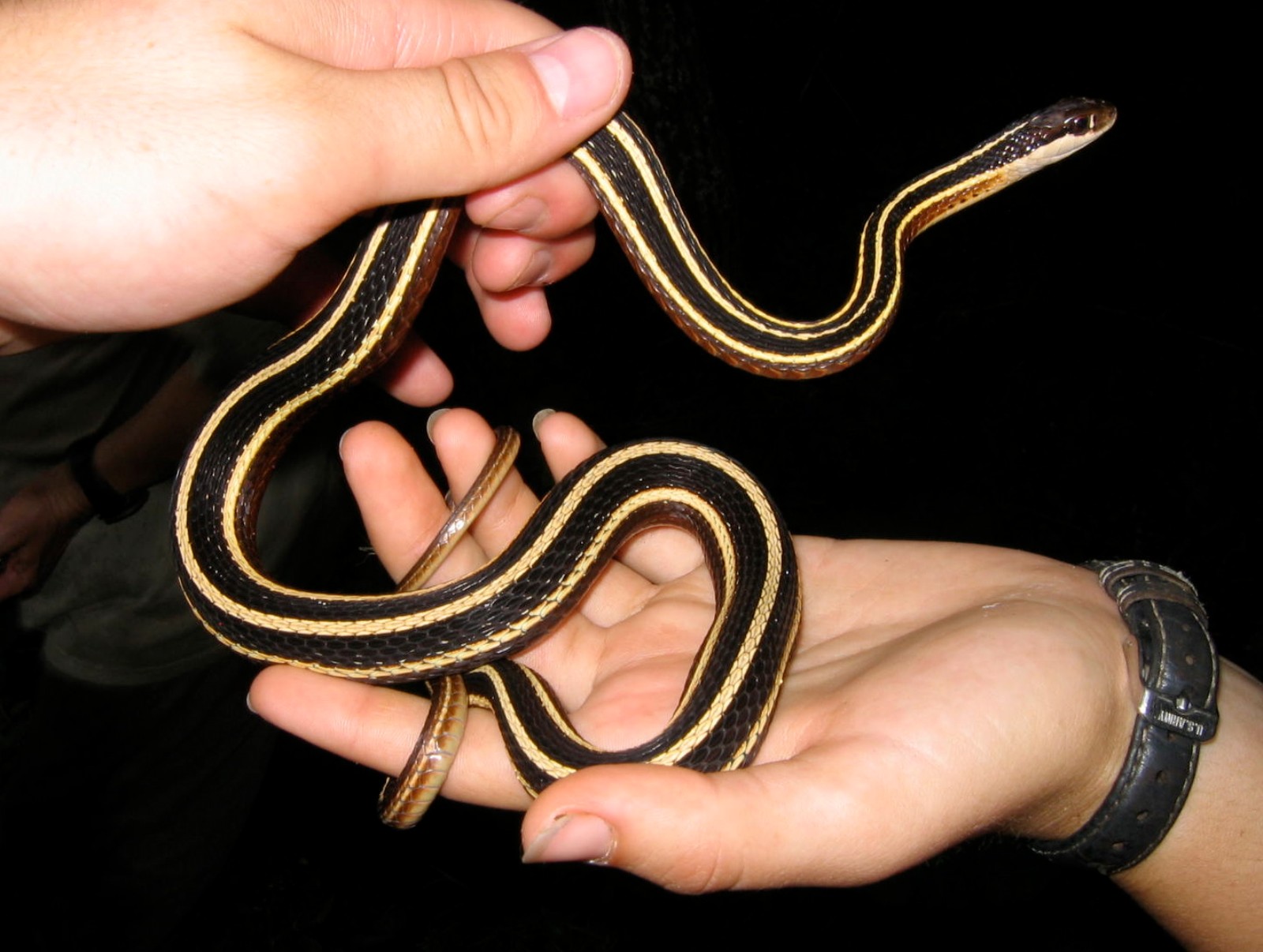 black snake with yellow stripes