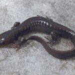 a-jeffersonianum-kvbriggs (1)
