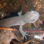 a-jeffersonianum with eggs kvbriggs (2)