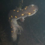 a-maculatum egg laying kvbriggs (1)