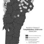 notophthalmus-viridescens