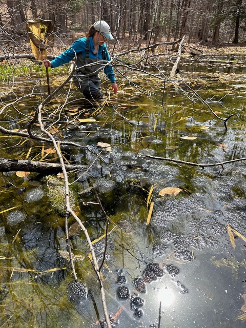 Herpetologist Kate Kelly walks through a vernal pool behind a cloud of Wood Frog egg masses, searching for Spotted Salamander eggs.