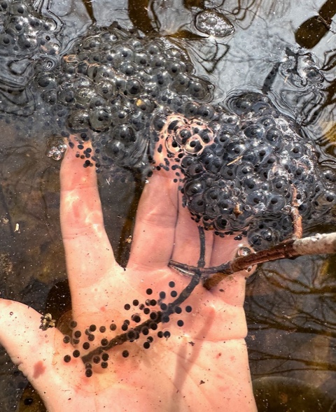 Wood Frog eggs (bumpy surface) and Jefferson Salamander eggs (oblong mass) on a person's hand.