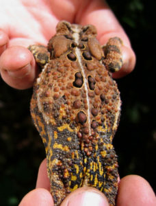 American Toad (Anaxyrus americanus) female. Held in human hands to show back of her head and back (legs not visible in this image).