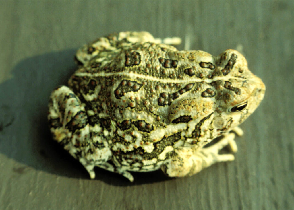 Fowler's Toad (Anaxyrus fowleri) on a gray wooden surface. A bumpy, gray green toad (frog), with a pale line down the center of its back and blotchy, raised spots.
