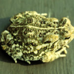 A-fowleri-adult-J-Andrews.jpg