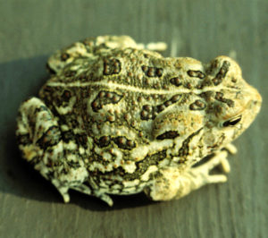 Fowler's Toad (Anaxyrus fowleri) on a gray wooden surface. A bumpy, gray green toad (frog), with a pale line down the center of its back and blotchy, raised spots.