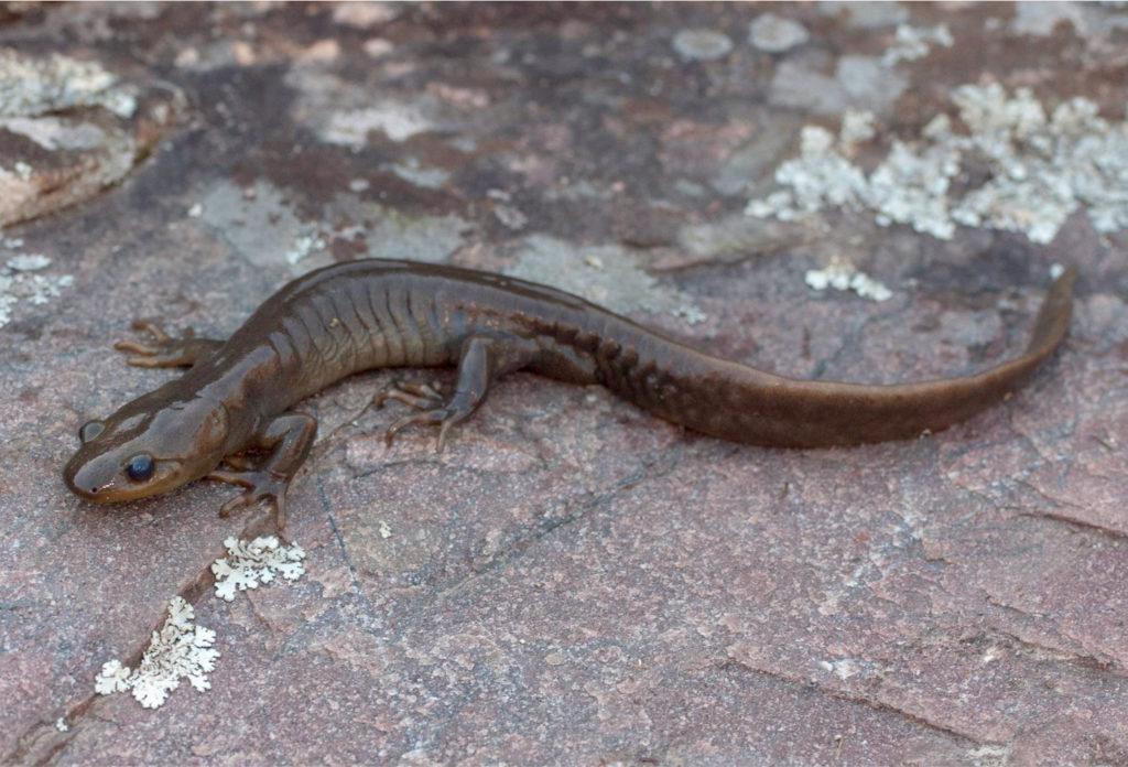Jefferson Salamander (Ambystoma jeffersonianum) adult