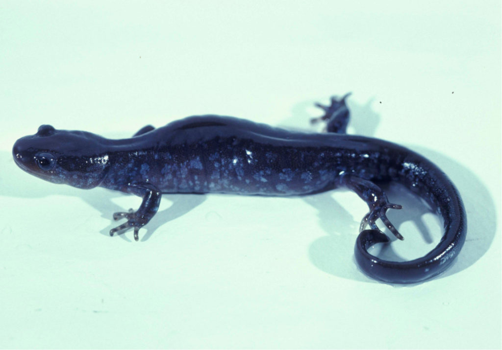 Jefferson x Blue-spotted Salamander hybrid
