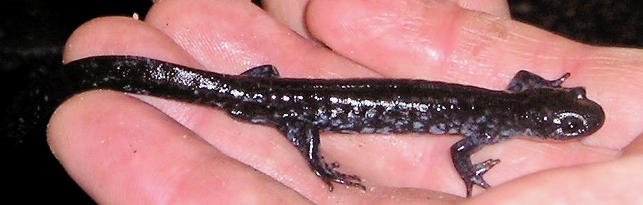 Blue-spotted Salamander (Ambystoma laterale) adult