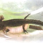 A-maculatum 2, Avery’s Gore, August 7, 2014, Ned Bohman et al copy