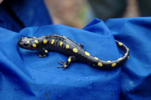 Spotted Salamander (Ambystoma maculatum) adult
