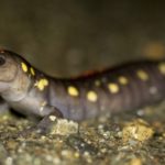 A-maculatum Woodbury April 15 2017 kvbriggs copy