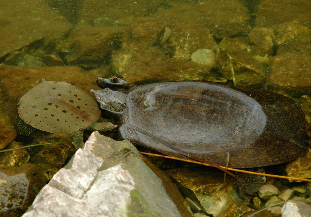 Spiny Softshell (Apalone spinifera) male (left) and female (right)