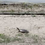 A-spinifera egg laying beach cropped, St. Albans, June 19, 2016, Kristen Bachand copy