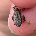 A. americanus, Hinesburg, June 11, 2022, Kate Kelly, metamorph