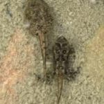 A. americanus, Hinesburg, June 11, 2022, Kate Kelly, tadpole & metamorph