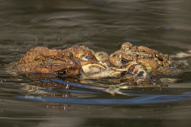 Several American toads, partially submerged in water.