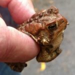 A. americanus cranial crest, Charlotte, October 14, 2015, Jonathan Constable copy
