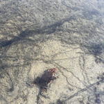 A. americanus egg strings and amplexus Cindy Mowry