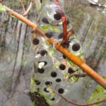 A. jeff egg mass K. Briggs