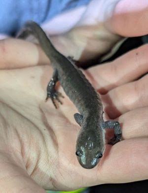 Herp Update: Amphibian Migration, Other Activity, Herp Names – April 15, 2025
