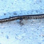 A.-laterale-Ferrisburgh-February-12-2022-Scott-Morrical-male-pure-2.jpeg