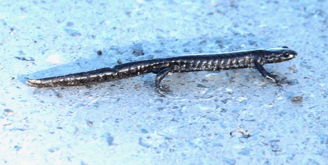 Blue-spotted Salamander. Phot copyright Scott Morrical and used by permission.