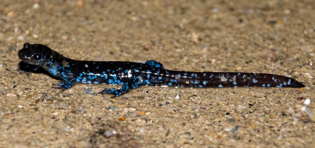 Blue-spotted salamander (Ambystoma laterale). Copyright © 2019 K. Briggs and used by permission