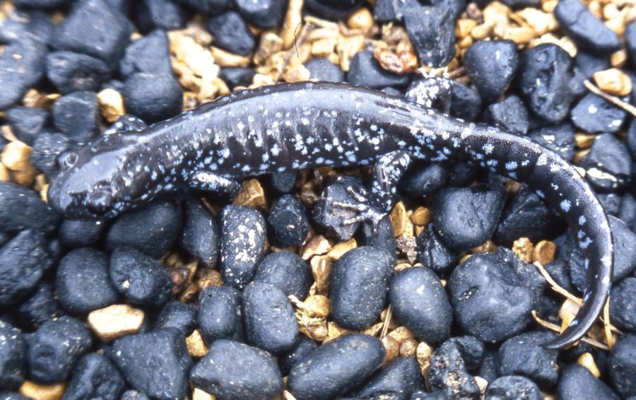 Ambystoma laterale Bluespotted Salamander Vermont Reptile and
