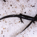 A. laterale on snow, JA