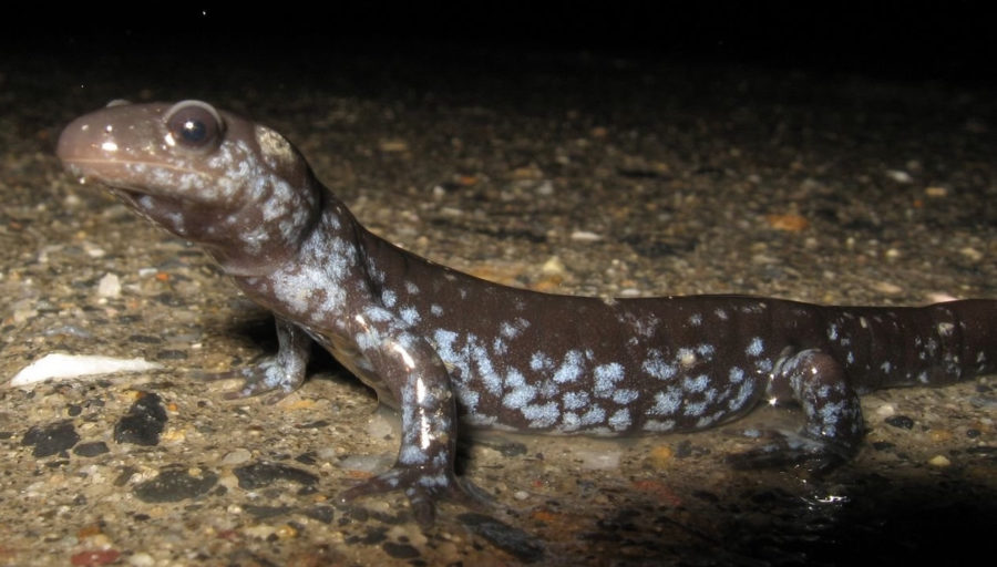 Ambystoma laterale Bluespotted Salamander Vermont Reptile and