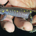 A. maculatum, Toby Alexander