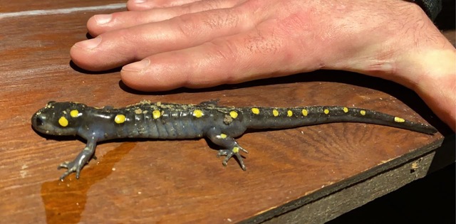 Spotted Salamander. Photo by Kate Brassil and used by permission.