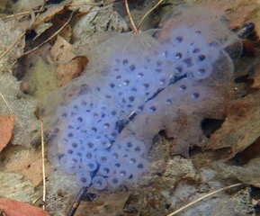 Spotted salamander (A. maculatum) egg mass on 10 April 2022, Lincoln, Vermont